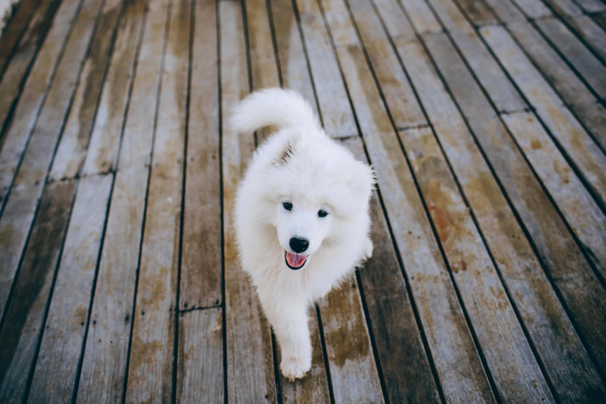 Fluffy Samoyed