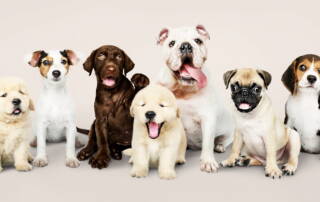 Adorable mixed breed puppies and dogs sitting together on a neutral background, pet photography, cute dog expressions, dog personalities, animal photography, dog lovers, puppy breeds, canine diversity, pet adoption, dog companionship.