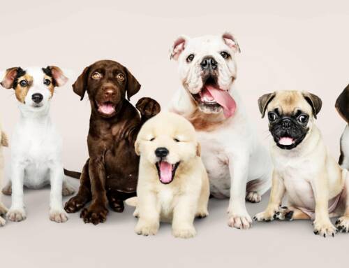 Top 10 Cutest Puppies in Dubai