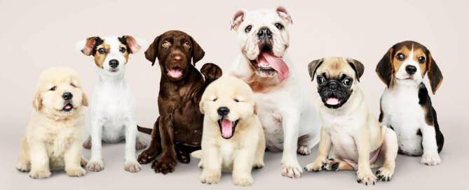 Adorable mixed breed puppies and dogs sitting together on a neutral background, pet photography, cute dog expressions, dog personalities, animal photography, dog lovers, puppy breeds, canine diversity, pet adoption, dog companionship.