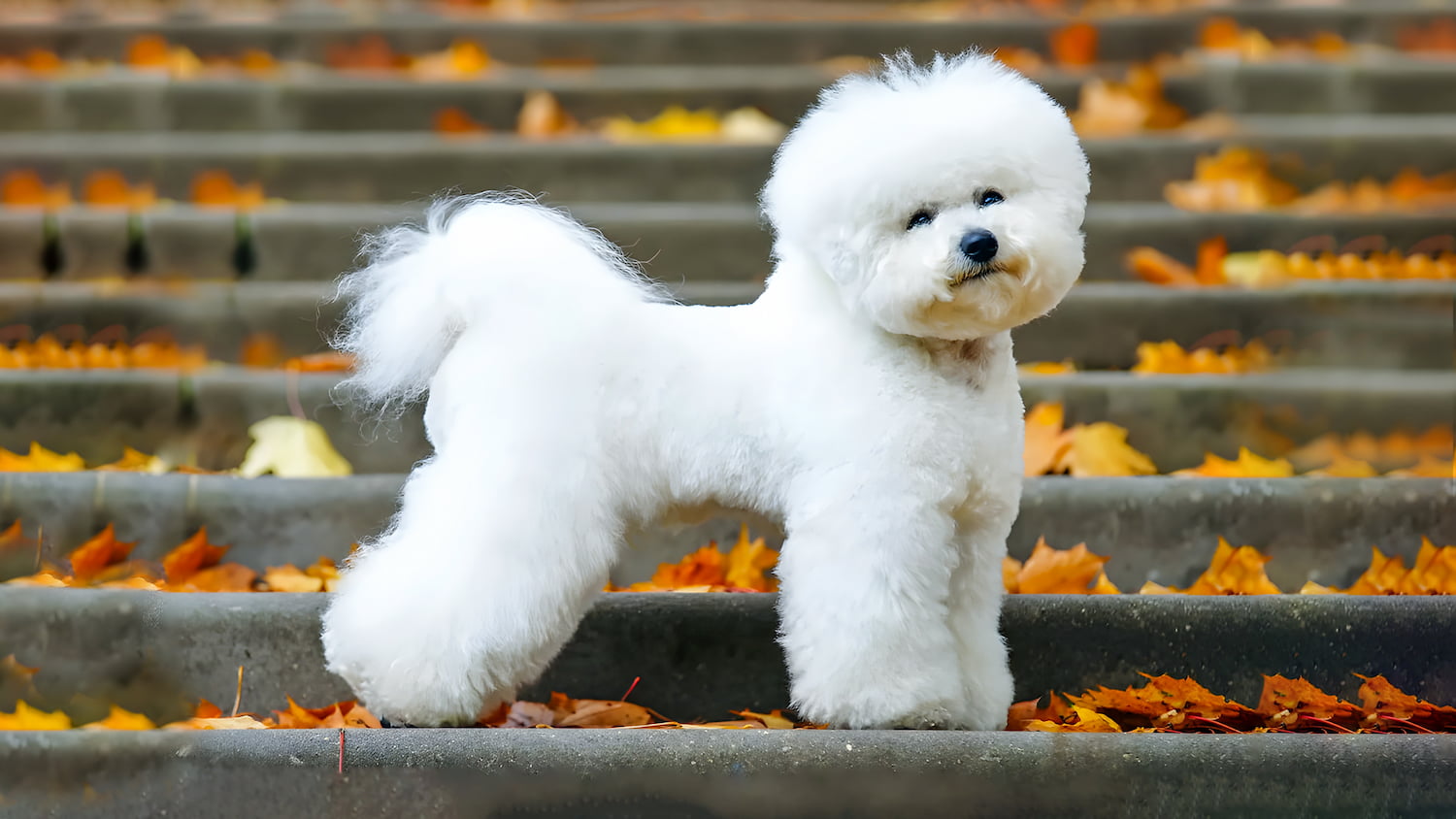 Bichon Frise Bichon Frise