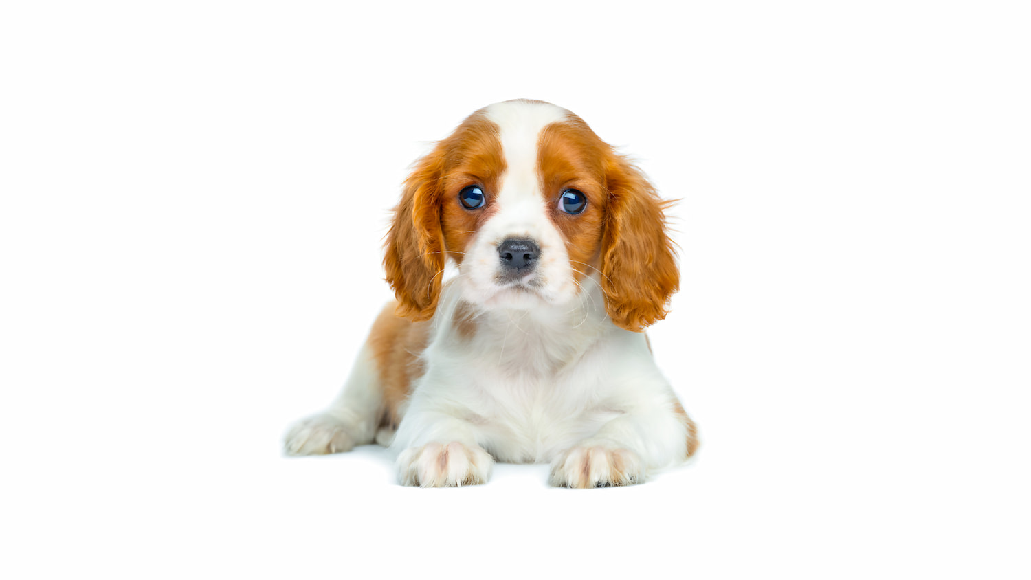 Cavalier King Charles Spaniel Cavalier King Charles Spaniel