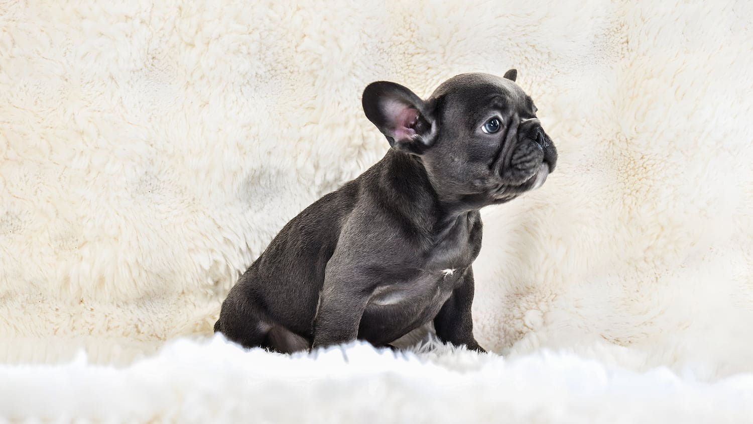 French Bulldog French Bulldog
