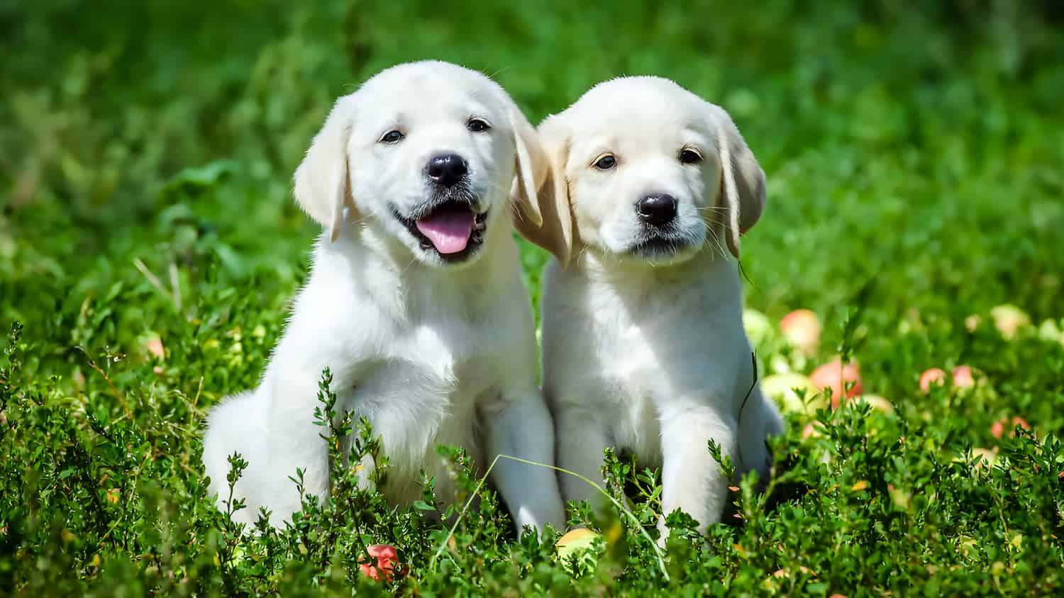 Labrador Retriever Labrador Retriever