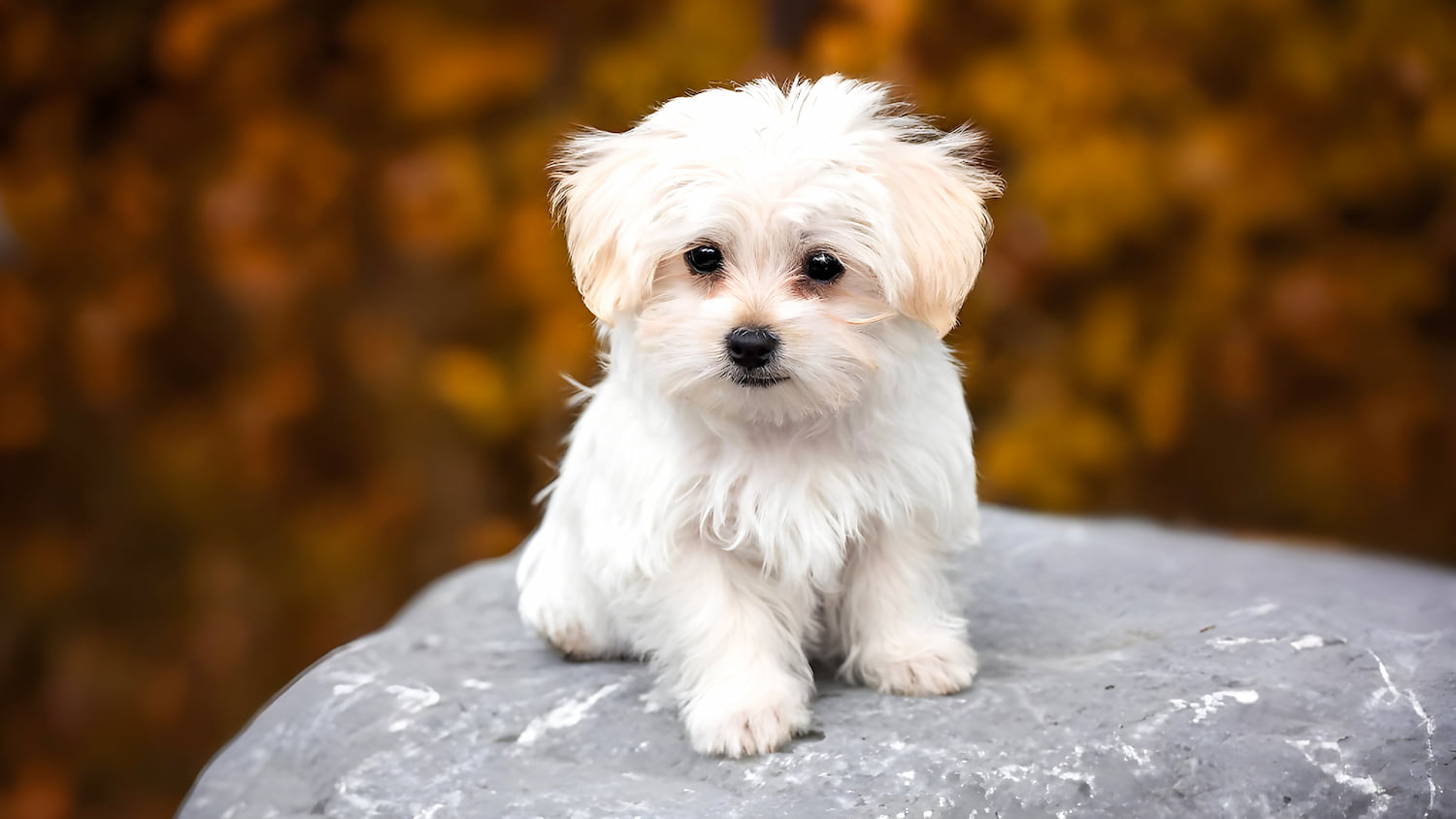 Maltese Maltese