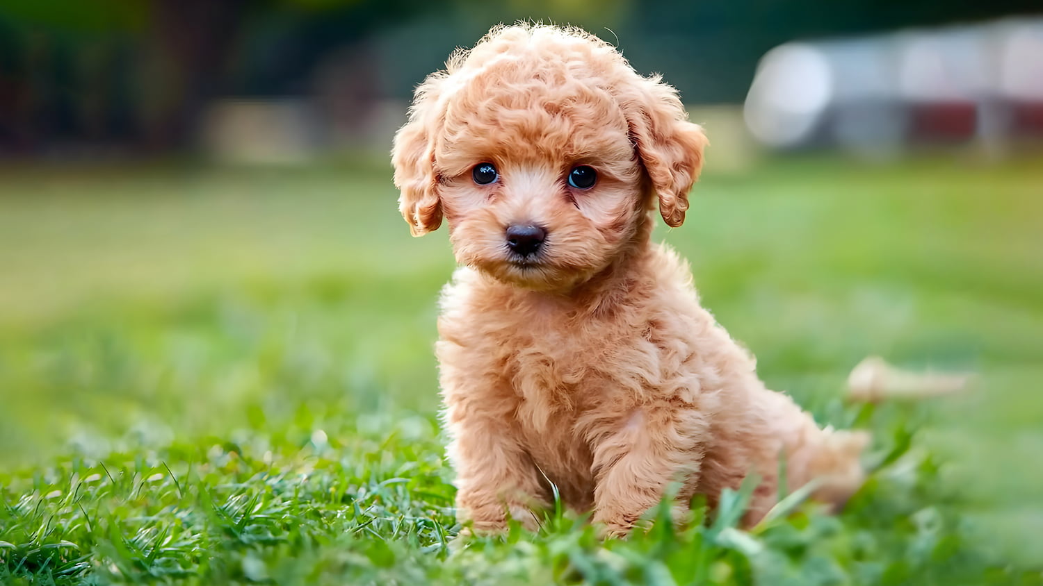 Poodle Poodle (Miniature or Toy)