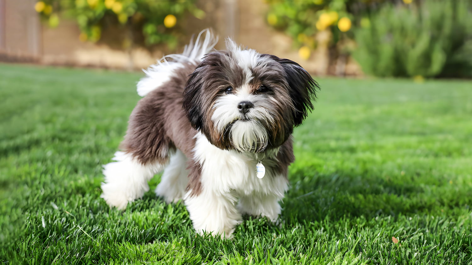 Shih Tzu Shih Tzu