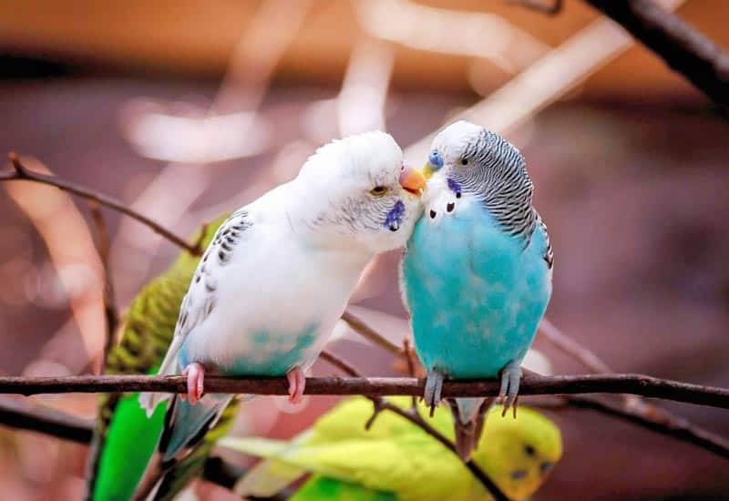 Two budgerigars perched on a branch, white and blue, touching beaks in a gentle kiss.