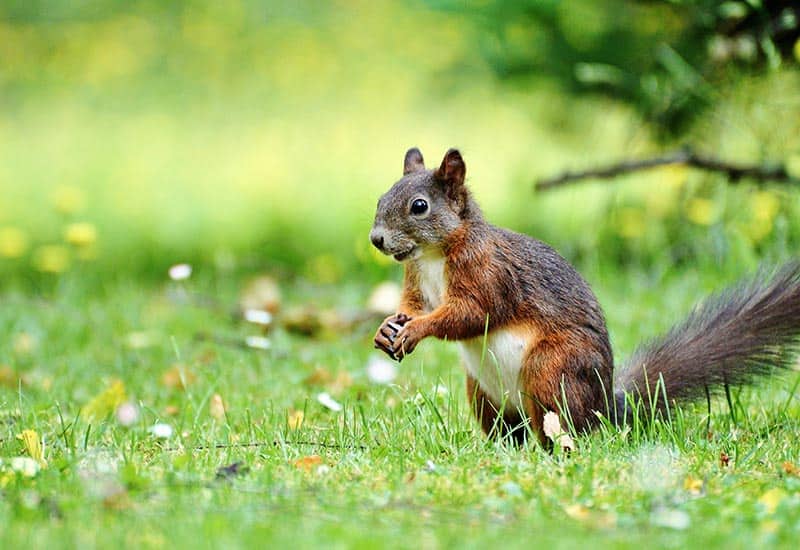 Squirrel standing on grass, holding an acorn in its front paws in a sunny park setting.