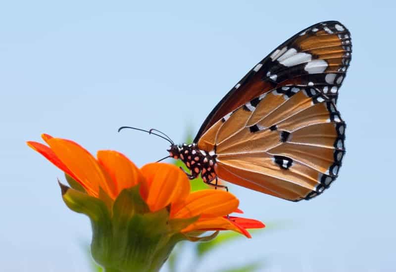 Butterfly with brown-orange wings perched on an orange flower against a clear blue sky, side view symmetry visible.