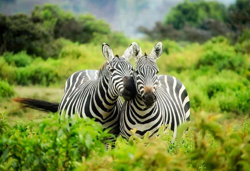 Two zebras standing close together in a green grassy field, facing the camera.