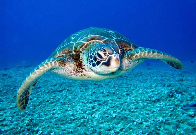 Sea turtle swimming toward the camera in clear blue water above a rocky seabed