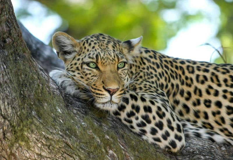 Leopard resting on a tree branch, gazing at the camera with green foliage in the background, spotted coat visible.