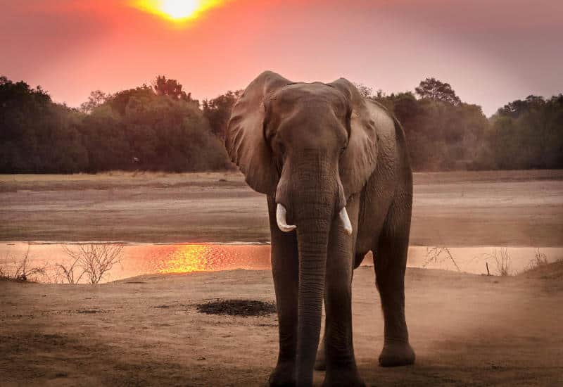 Elephant standing on a sandy riverbank at sunset with an orange-pink sky and water reflecting the light beneath a distant tree line.